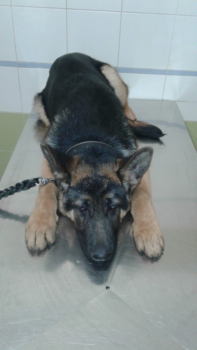 Ambulatorio Veterinario Kimera - Foto 2