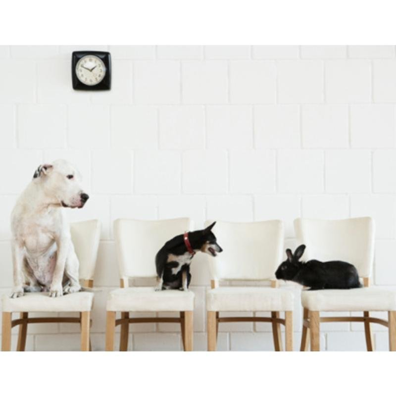 Ambulatorio Veterinario Kimera - Foto 5