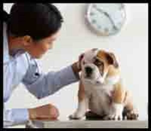 Ambulatorio Veterinario Kimera - Foto 6