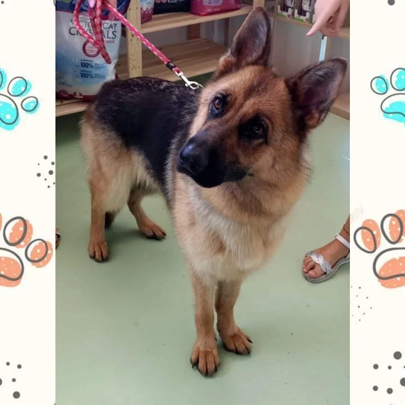 Ambulatorio veterinario- Petshop & Toelettatura "Il Bradipo" - Foto 2