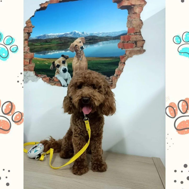 Ambulatorio veterinario- Petshop & Toelettatura "Il Bradipo" - Foto 3