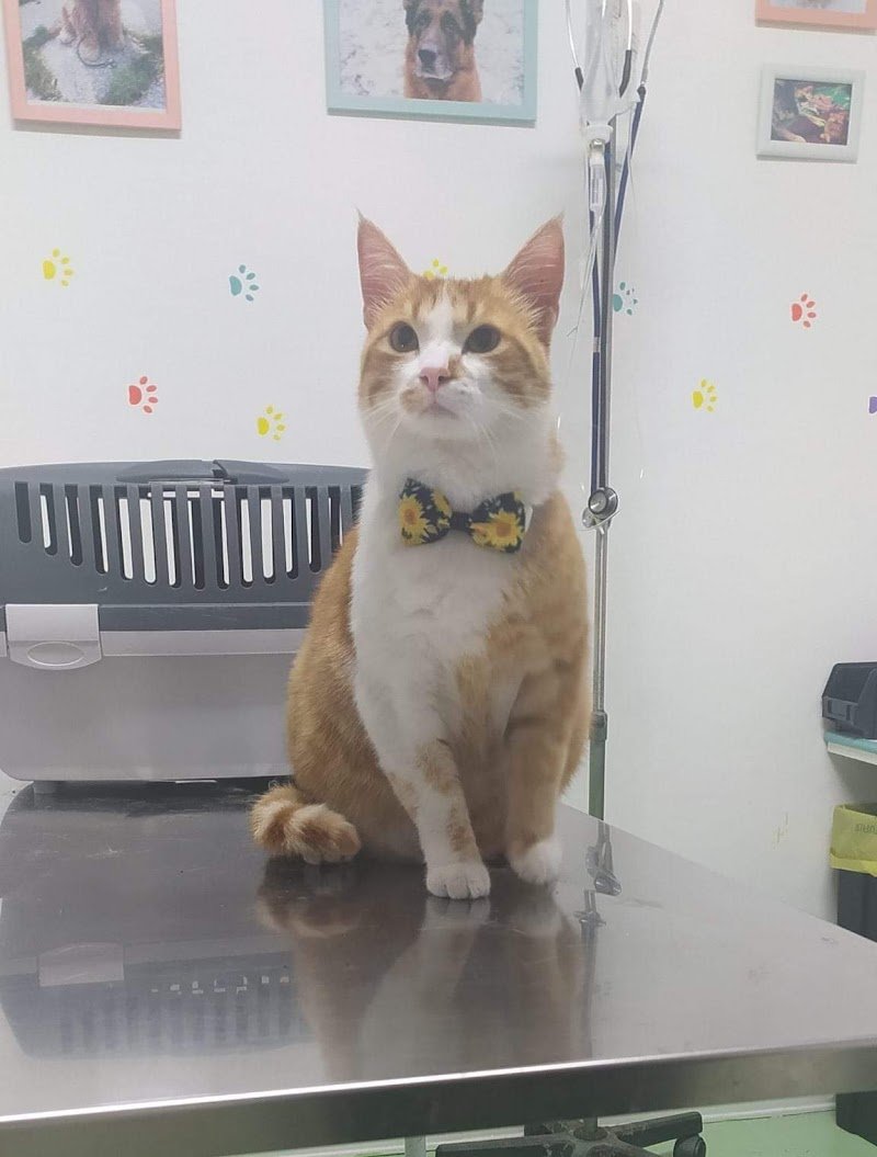 Ambulatorio veterinario- Petshop & Toelettatura "Il Bradipo" - Foto 4