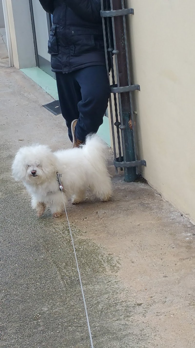 Ambulatorio veterinario- Petshop & Toelettatura "Il Bradipo" - Foto 6