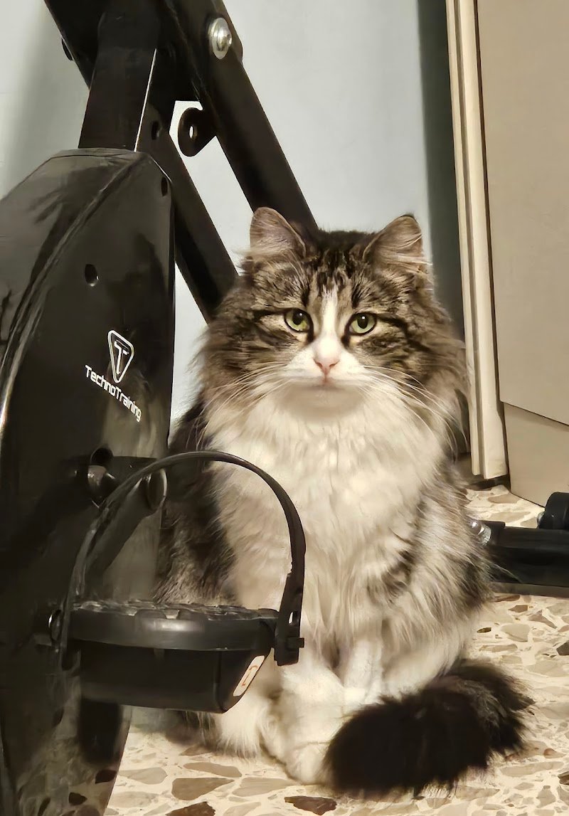 Ambulatorio Veterinario StabiaVet - Foto 2