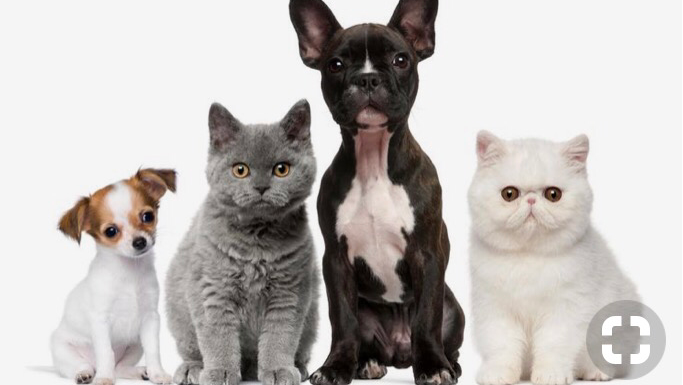 Ambulatorio Veterinario StabiaVet - Foto 3