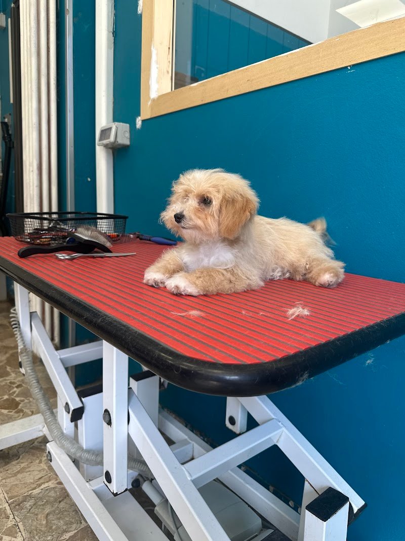 Ametista Centro Toelettatura - Foto 2