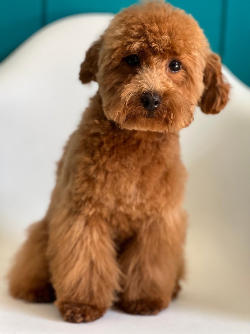 Ametista Centro Toelettatura - Foto 3