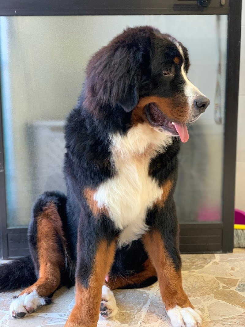 Ametista Centro Toelettatura - Foto 4