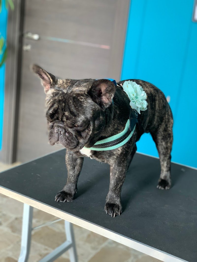 Ametista Centro Toelettatura - Foto 6