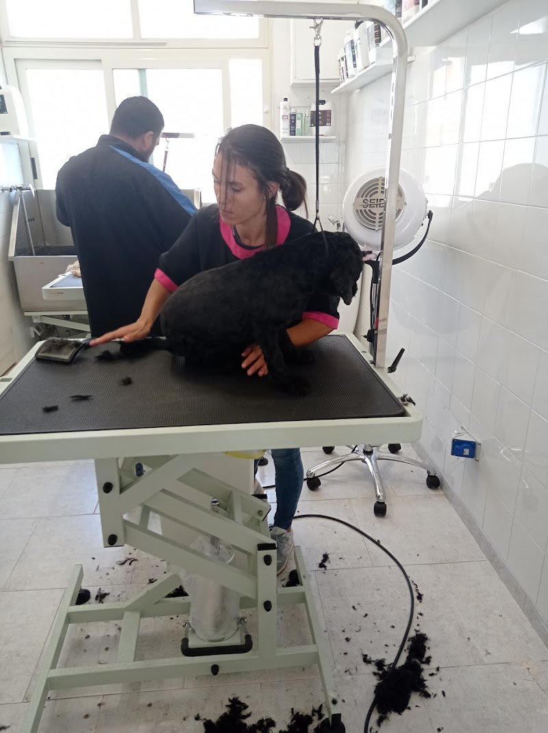 Amici a 4 zampe - Foto 4