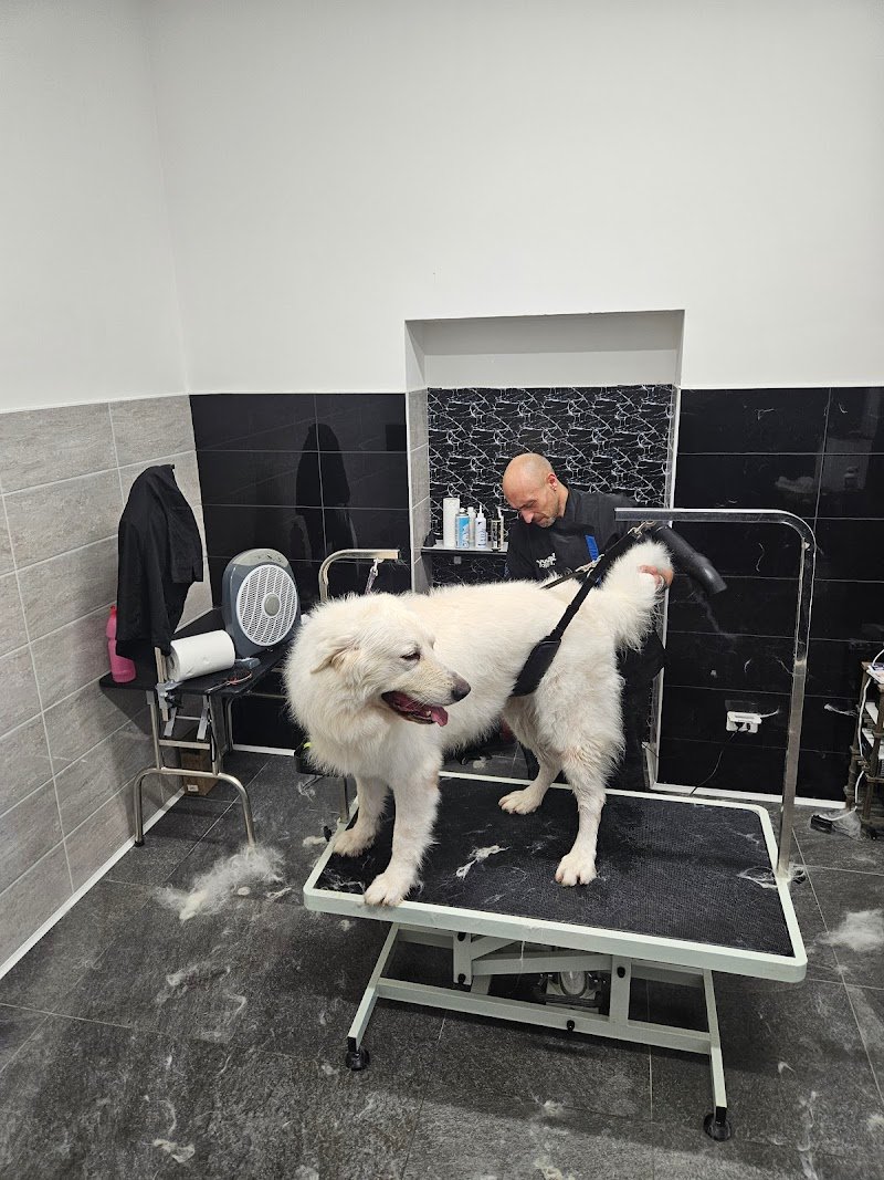 Amici a 4 zampe toelettatura - Foto 1