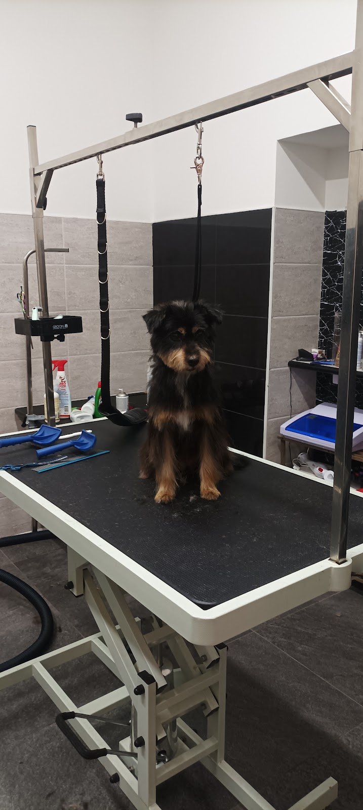 Amici a 4 zampe toelettatura - Foto 3