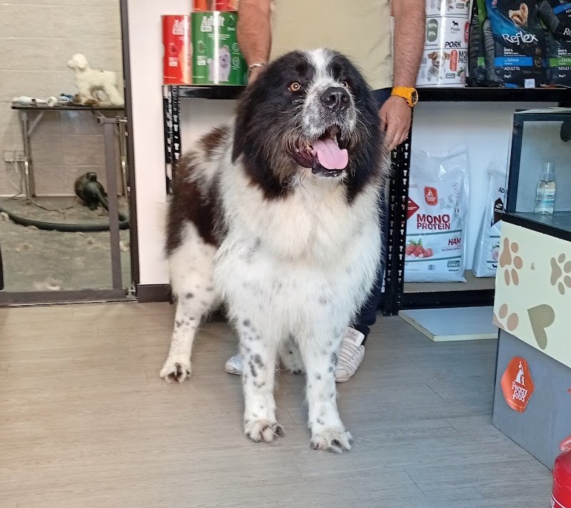 Amici a 4 zampe toelettatura - Foto 4