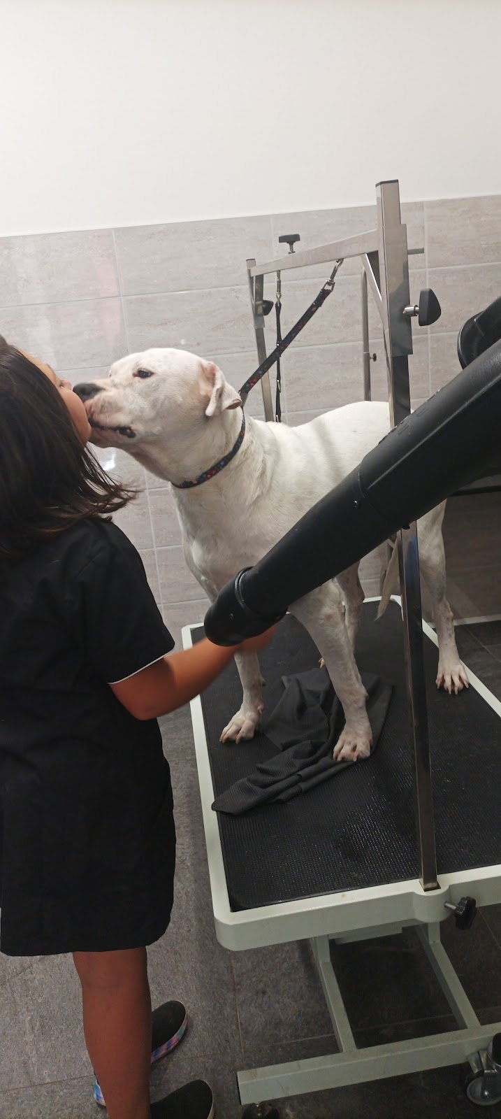 Amici a 4 zampe toelettatura - Foto 5