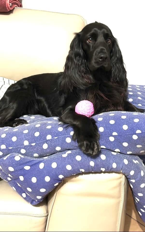 Amici a Quattro Zampe - Foto 1