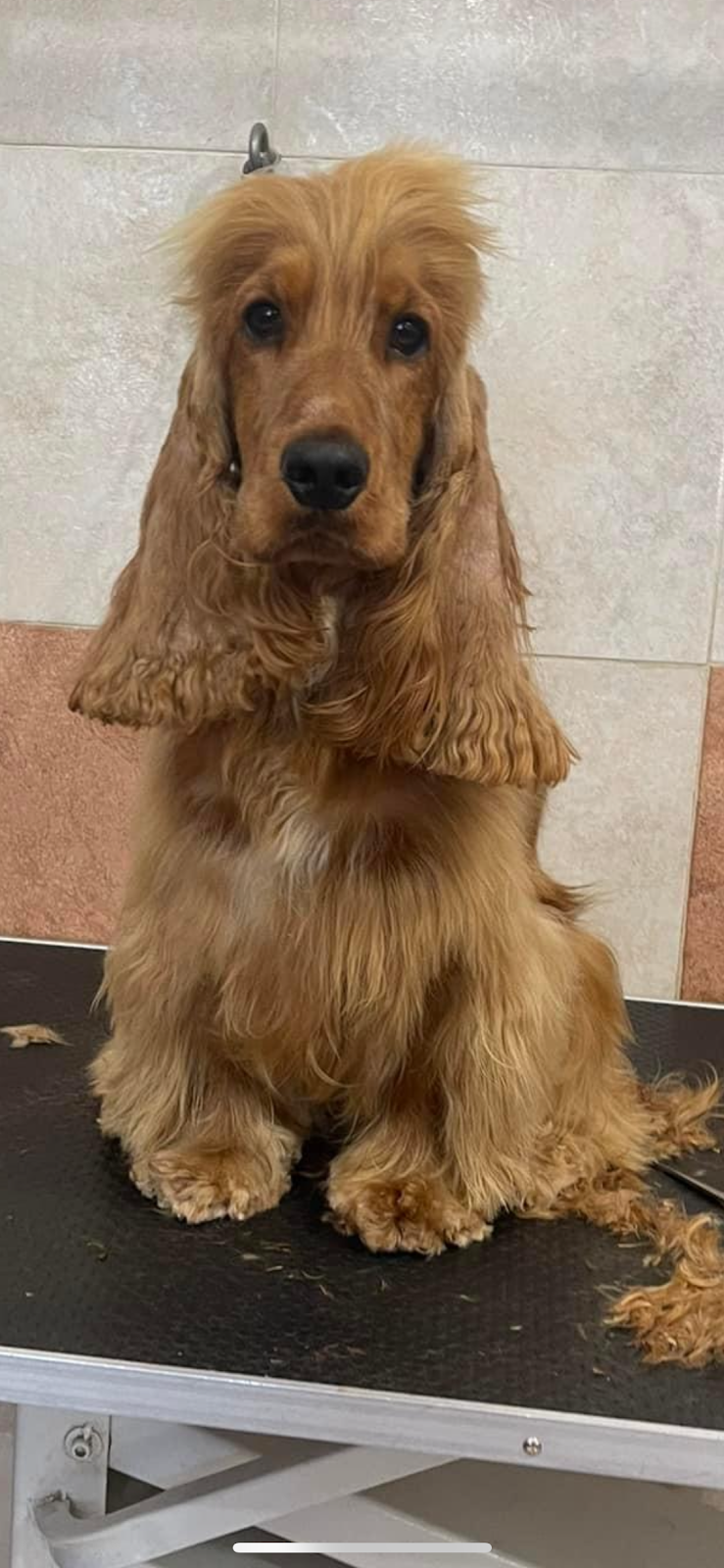 Amici a Quattro Zampe - Foto 2