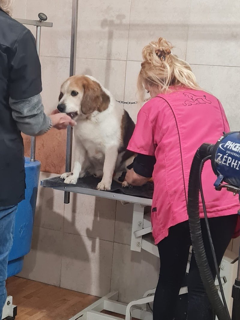 Amici a Quattro Zampe - Foto 3