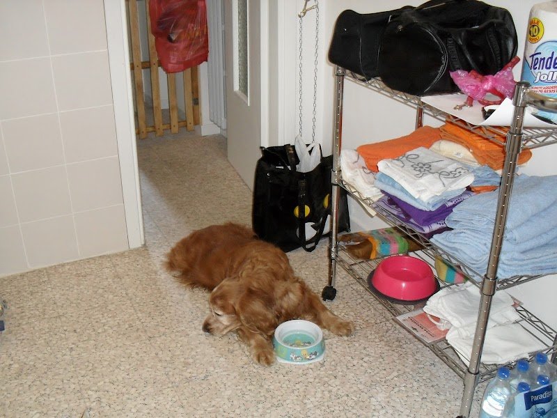 Amici a Quattro Zampe - Foto 6