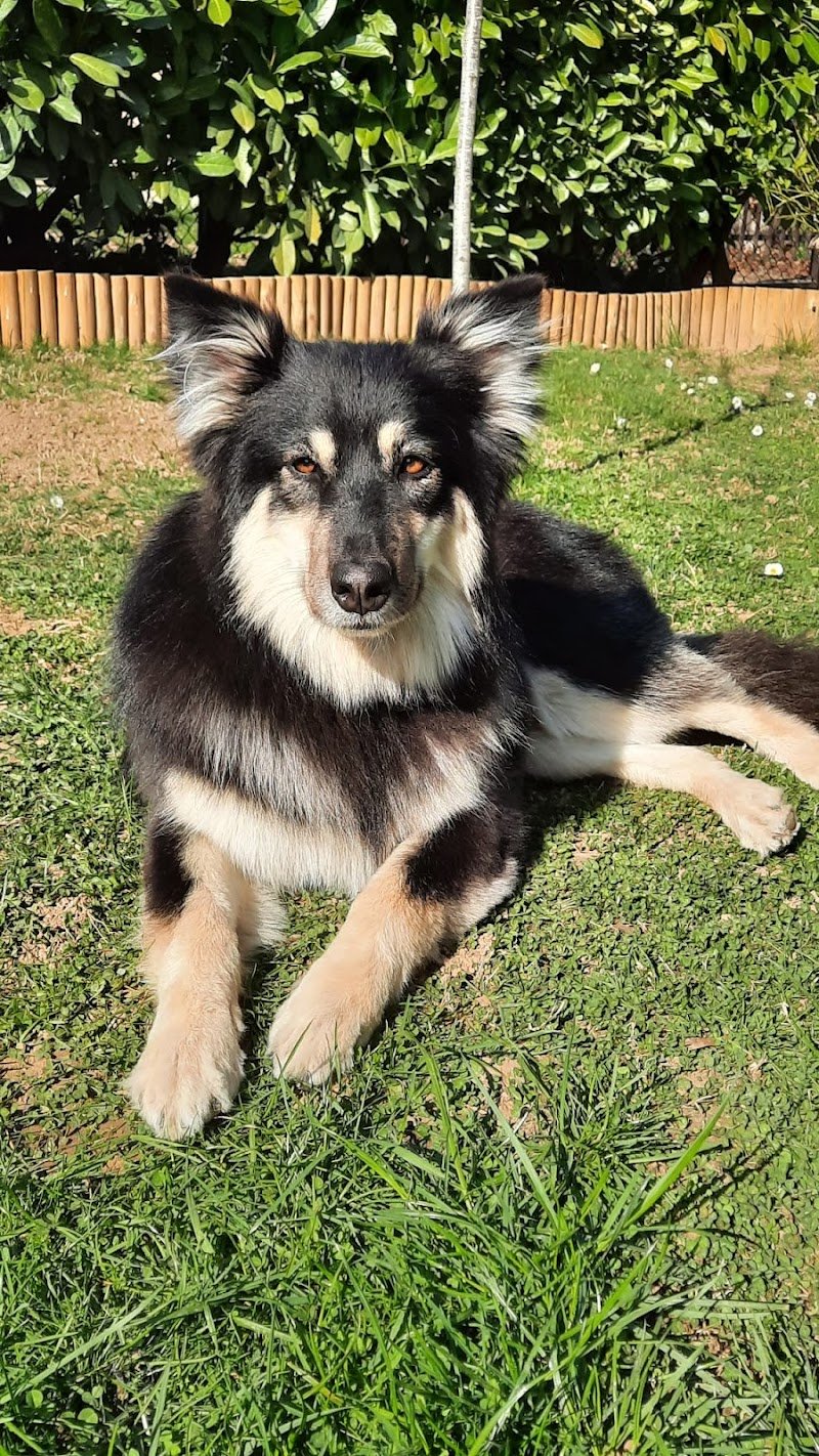 Amici A Quattro Zampe Toelettatura di Evelin e Mirko - Foto 2