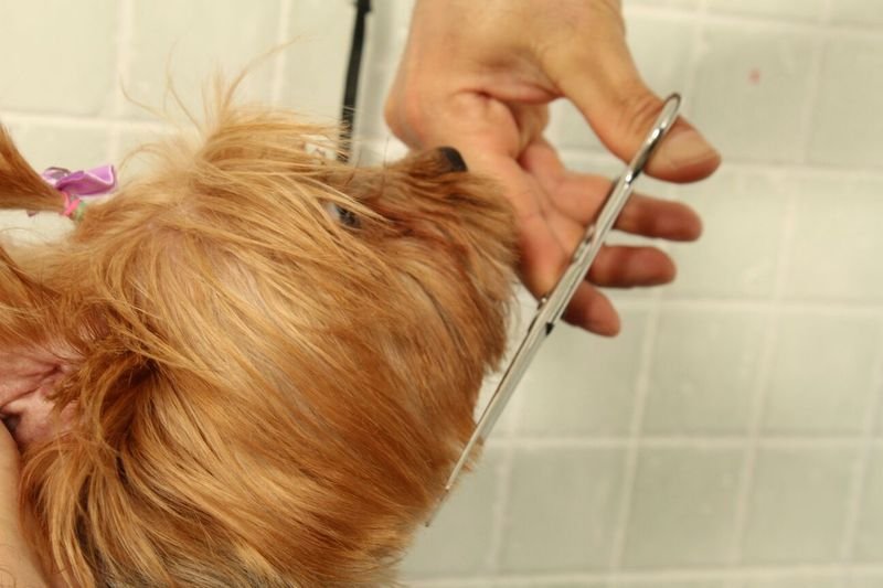 Amici a Quattro Zampe - Foto 2