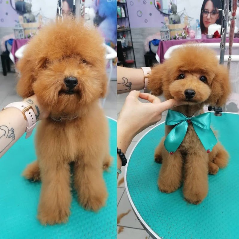 Amici Accaniti Di Silvia Vichi - Foto 1