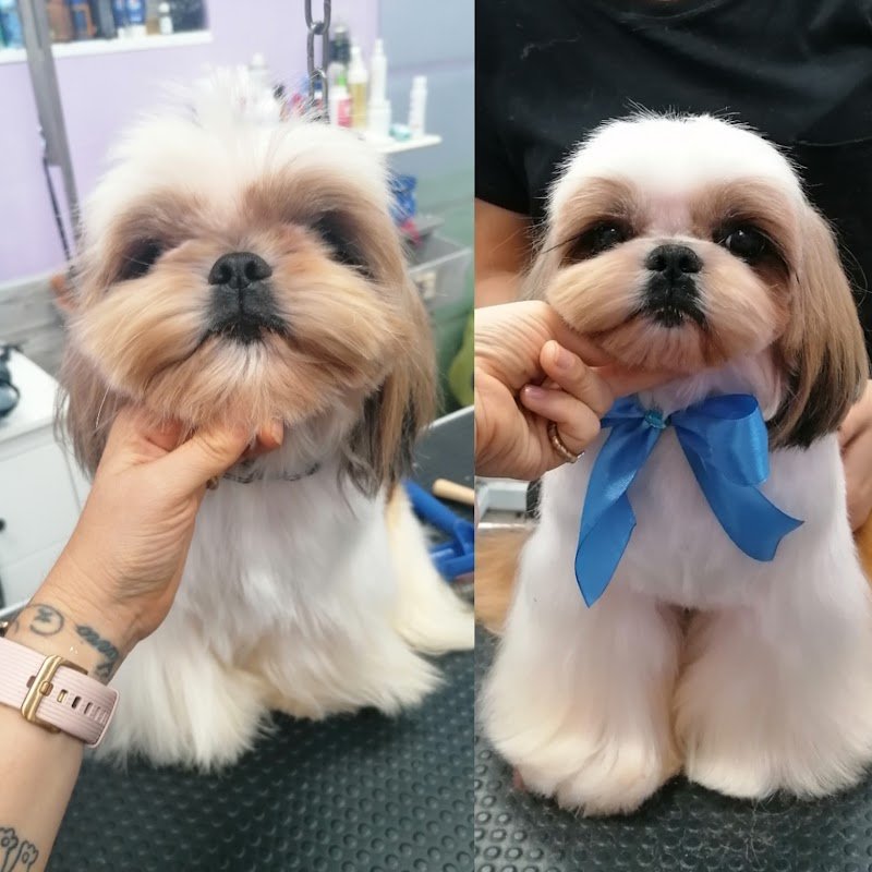 Amici Accaniti Di Silvia Vichi - Foto 2