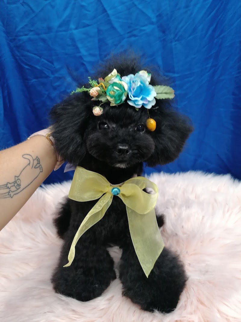 Amici Accaniti Di Silvia Vichi - Foto 3