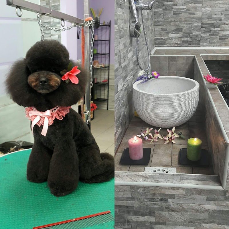 Amici Accaniti Di Silvia Vichi - Foto 4