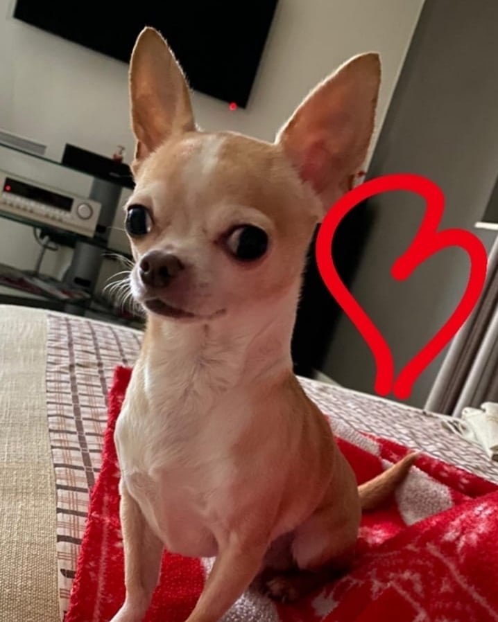 Amici Animali brescia - Foto 4