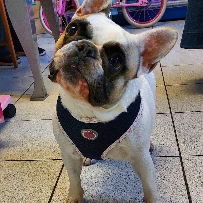 Amici Animali brescia - Foto 6