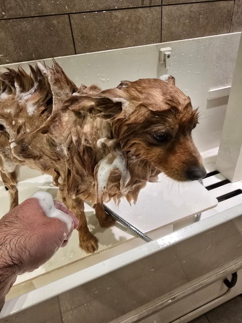 AMICI DI CASA COOP TERNI - Foto 4