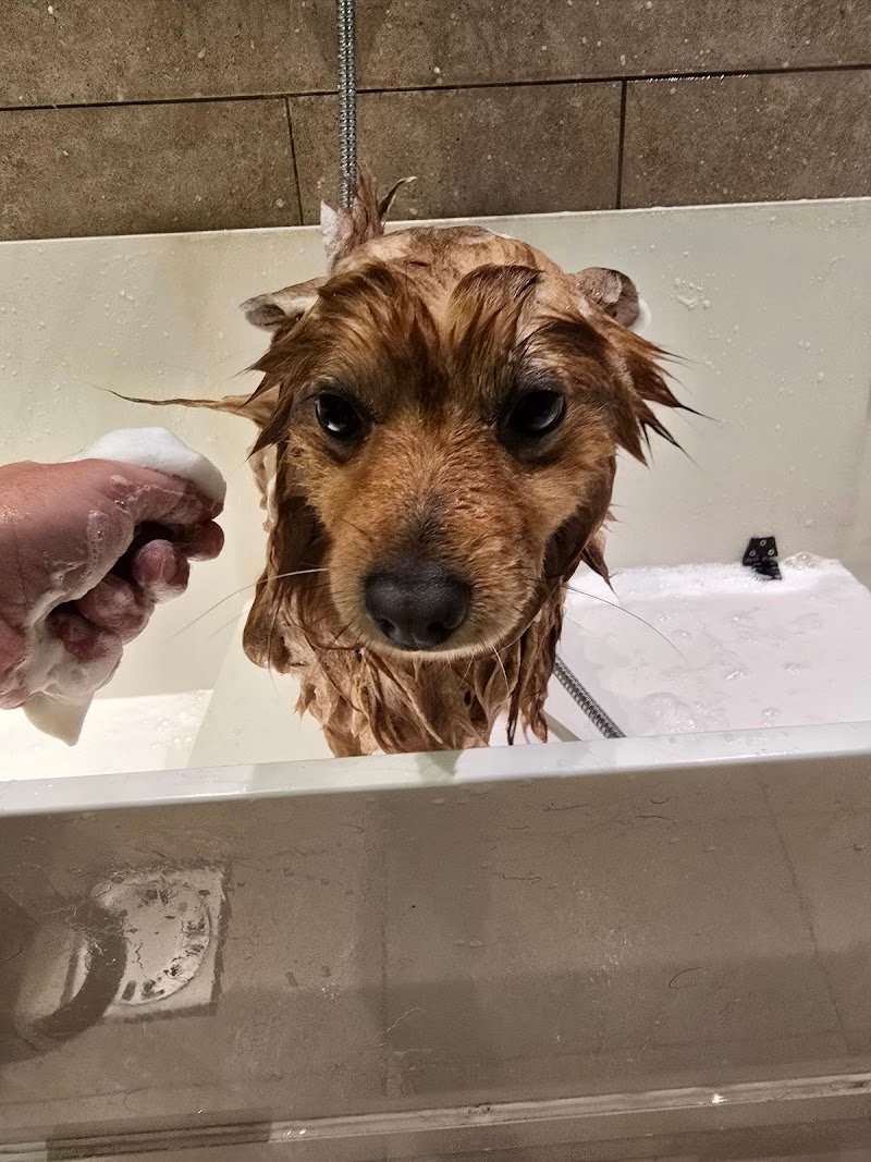 AMICI DI CASA COOP TERNI - Foto 6