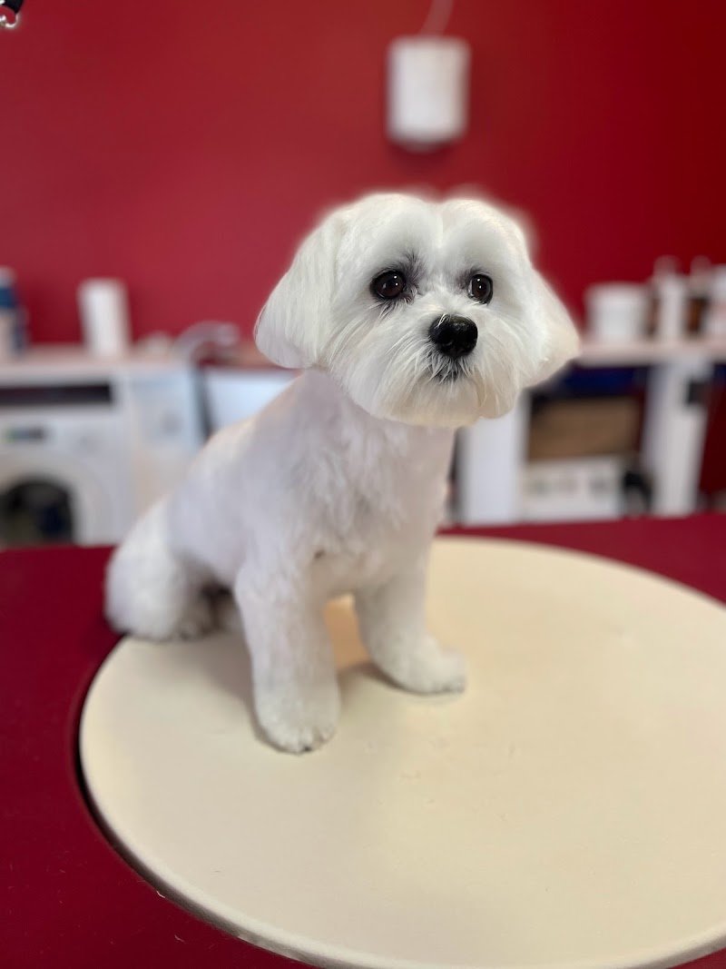 Amici di Pelo di Sartori Greta - Foto 2