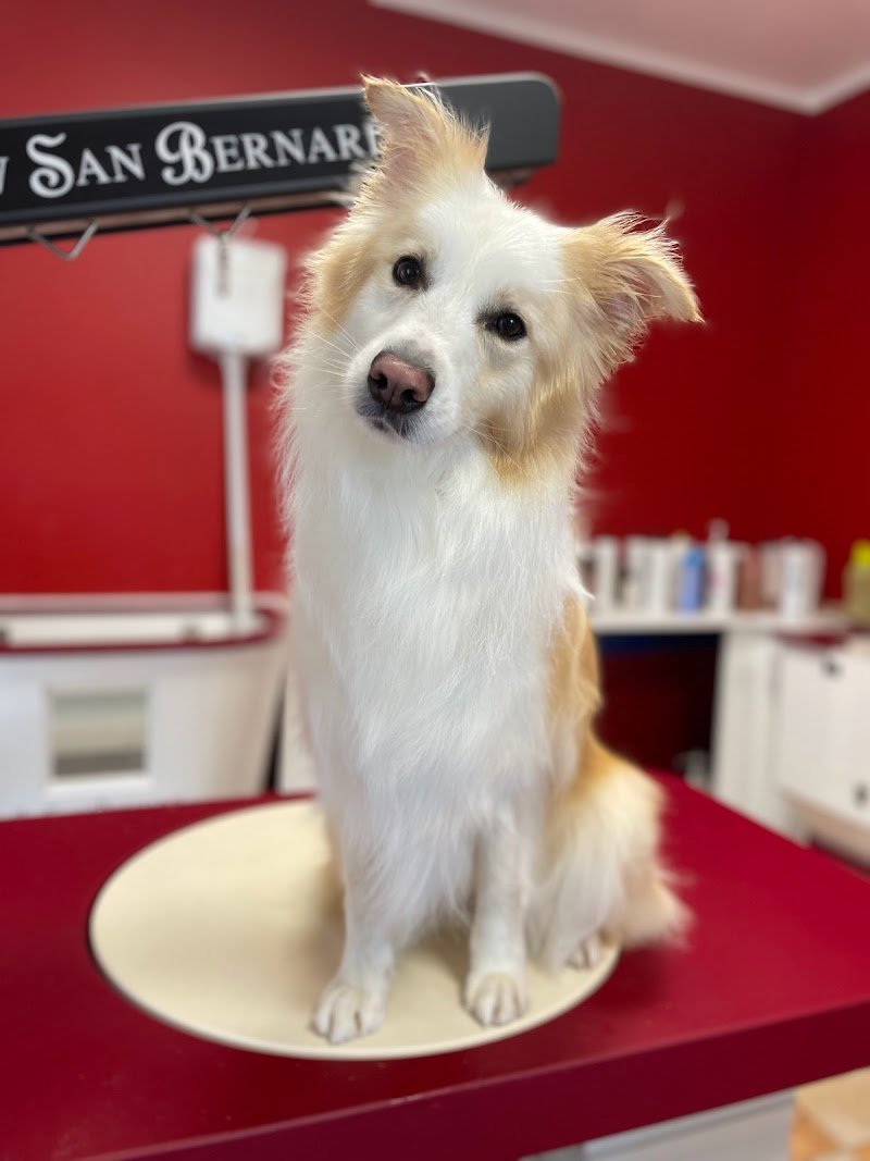 Amici di Pelo di Sartori Greta - Foto 3