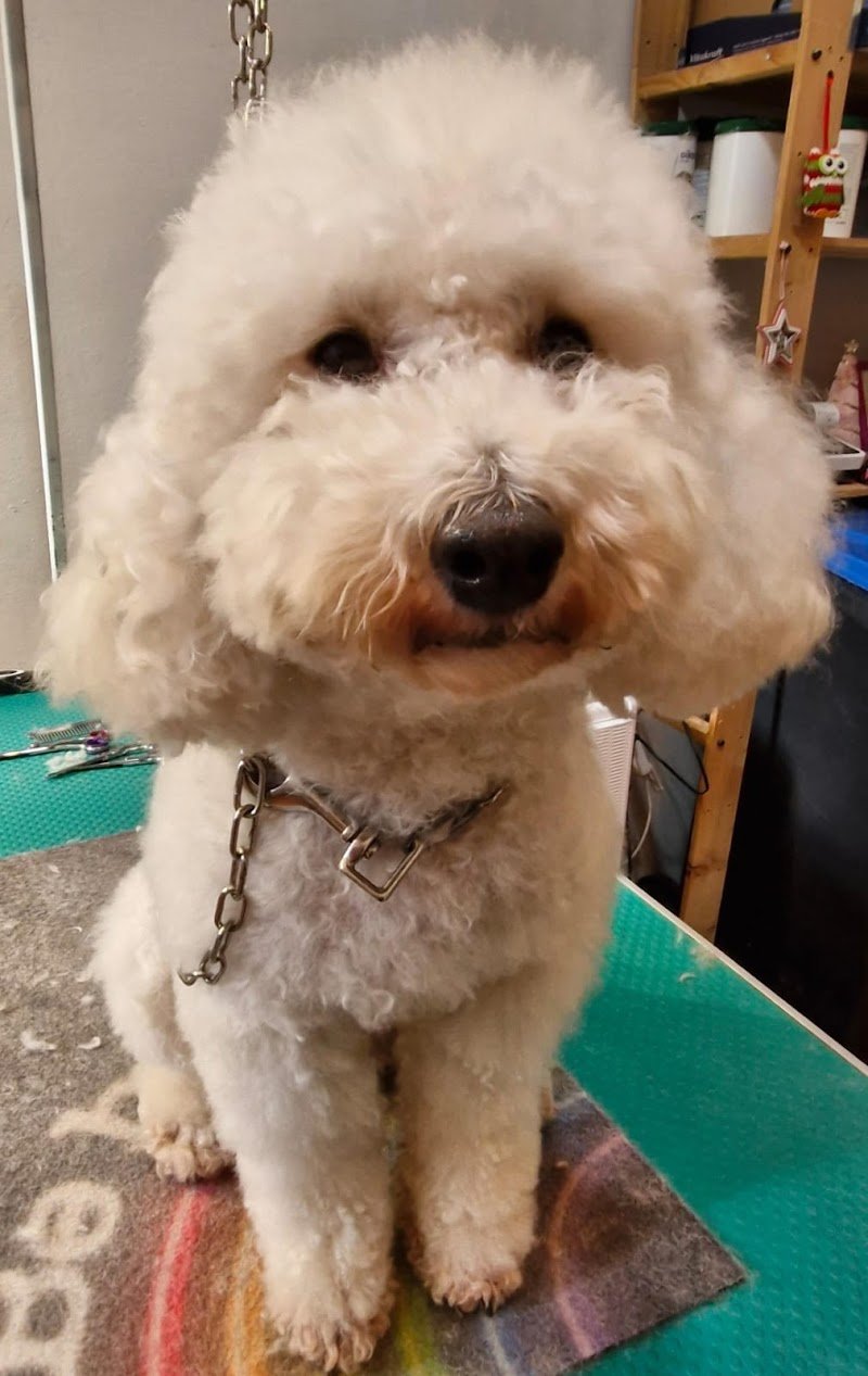 Amici Di Zampa - Foto 1