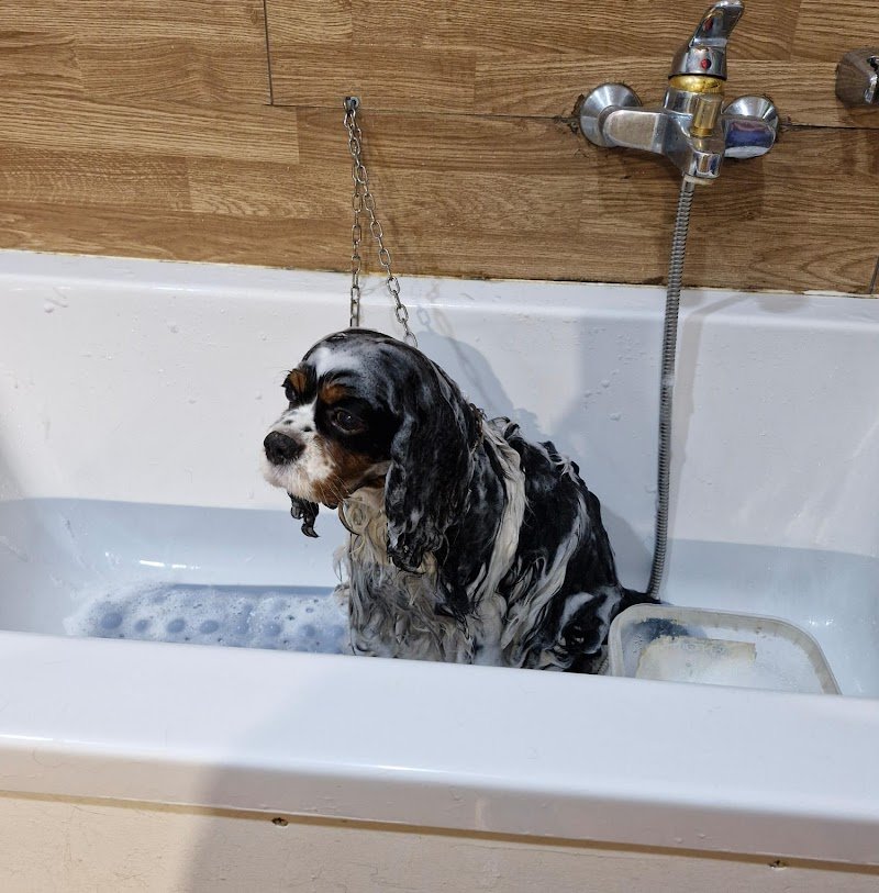 Amici Di Zampa - Foto 2