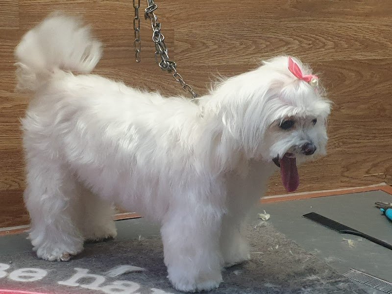 Amici Di Zampa - Foto 3