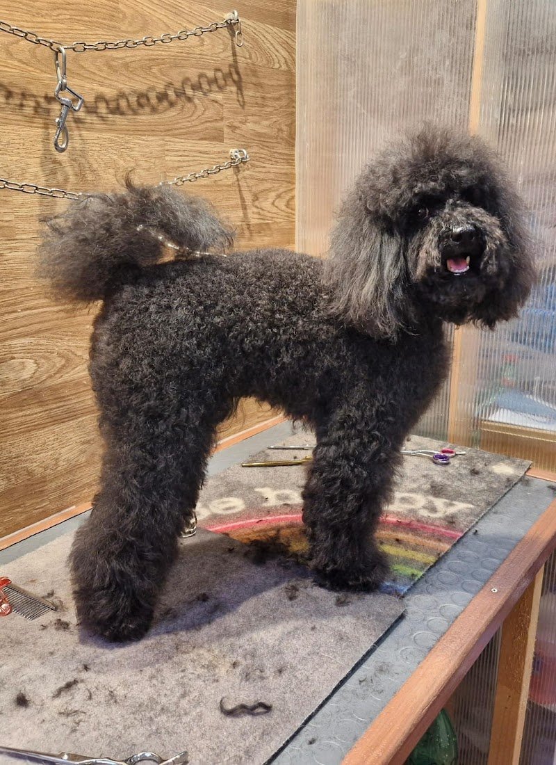 Amici Di Zampa - Foto 4