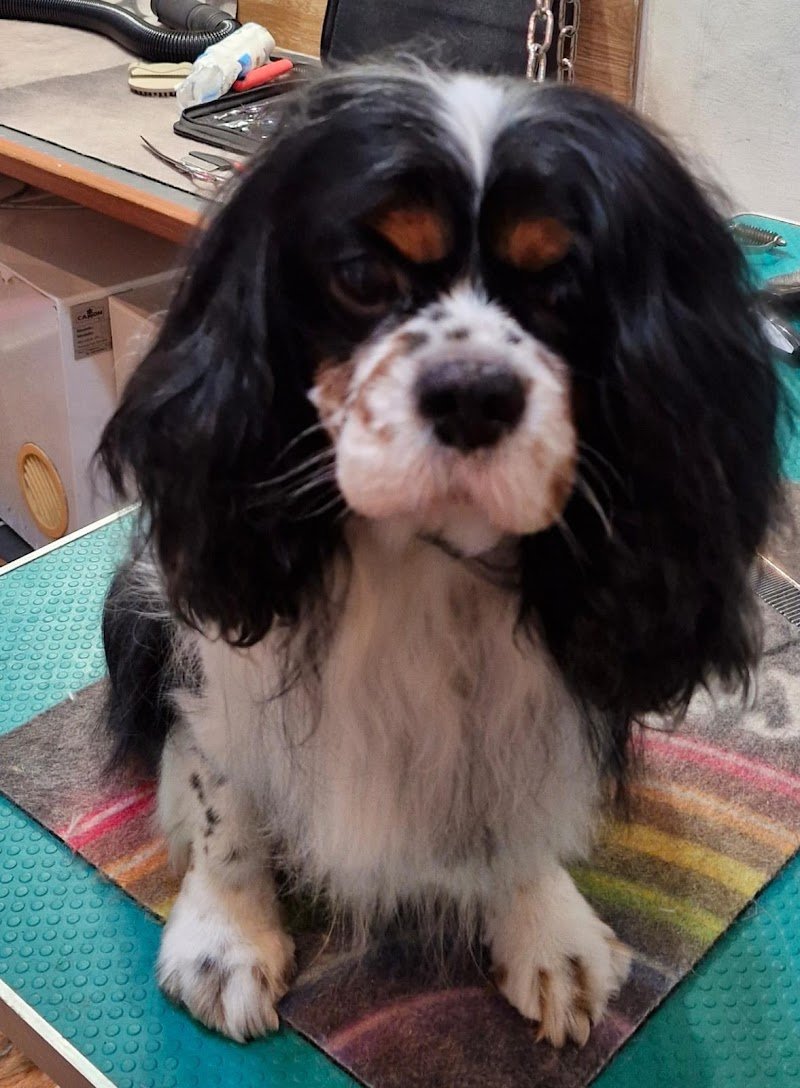 Amici Di Zampa - Foto 5