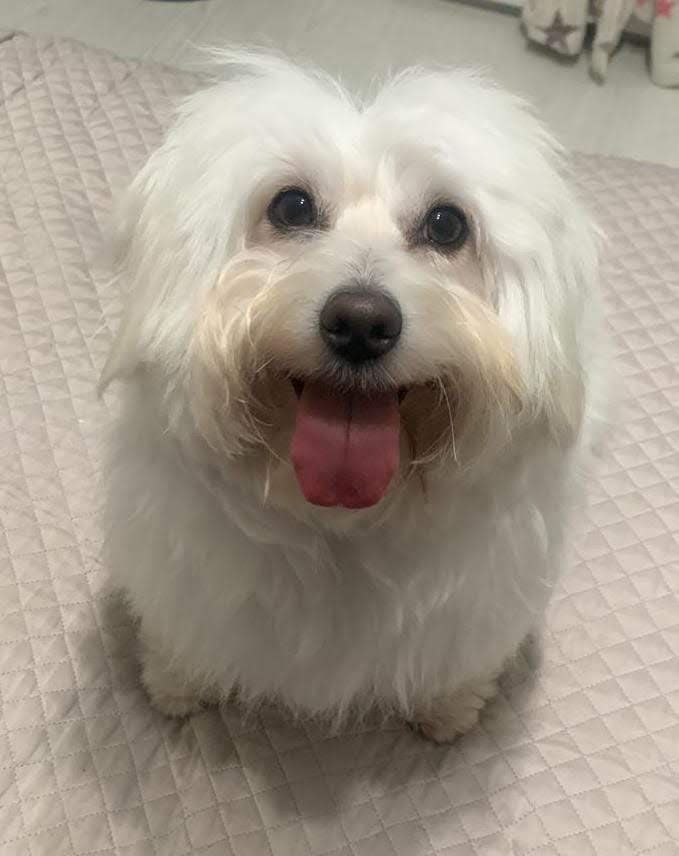 Amici di zampa - Foto 2