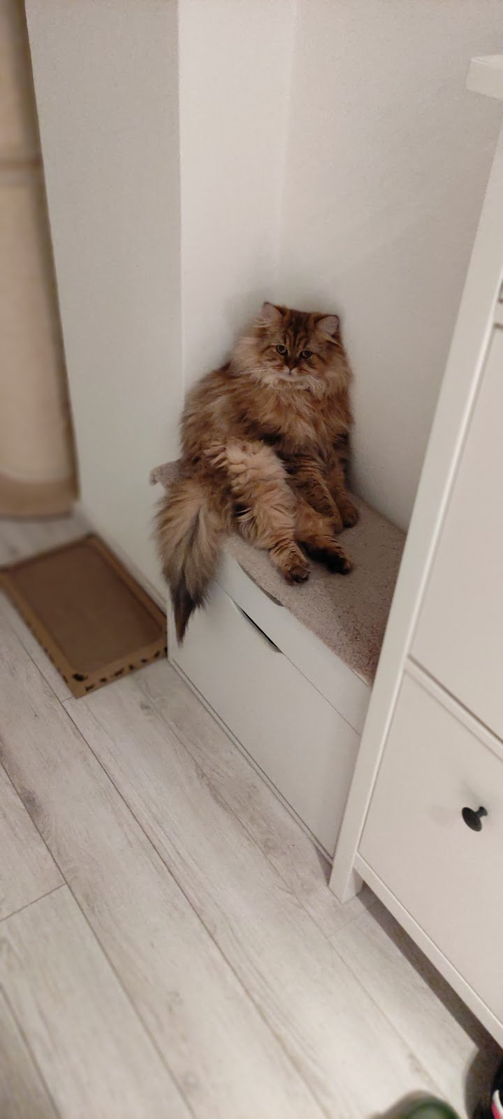 Amici di zampa - Foto 4