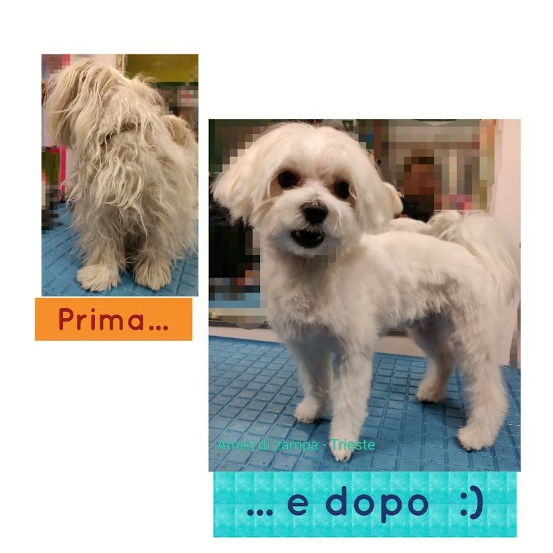 Amici di zampa - Foto 5