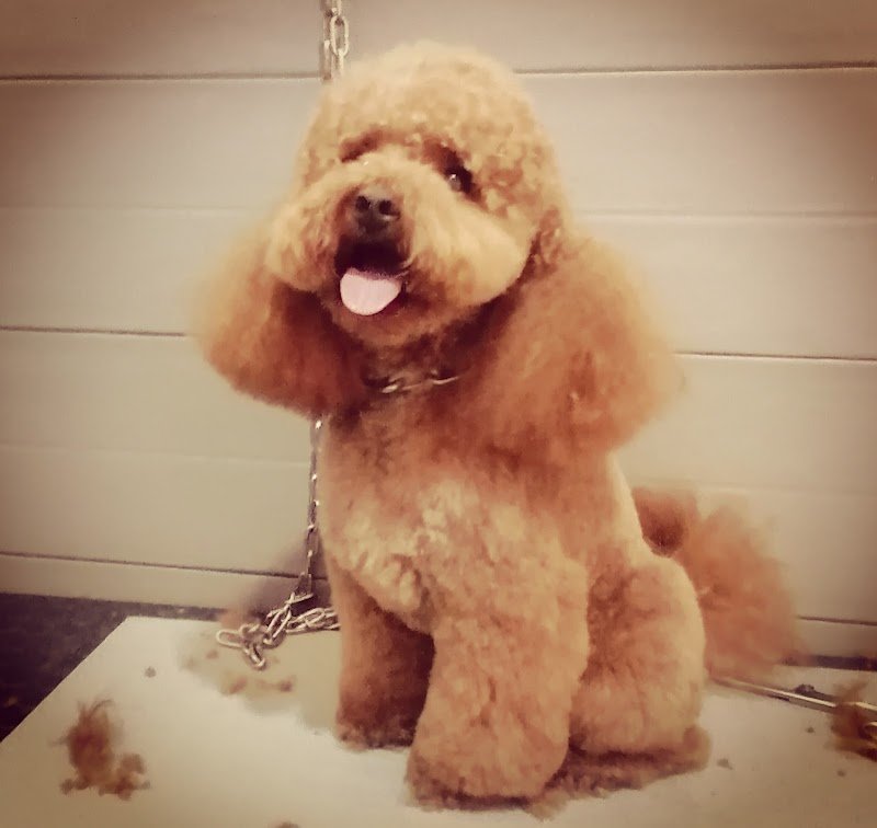 Amici di Zampa Vieste - Foto 1