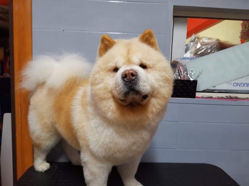 Amici di Zampa Vieste - Foto 3