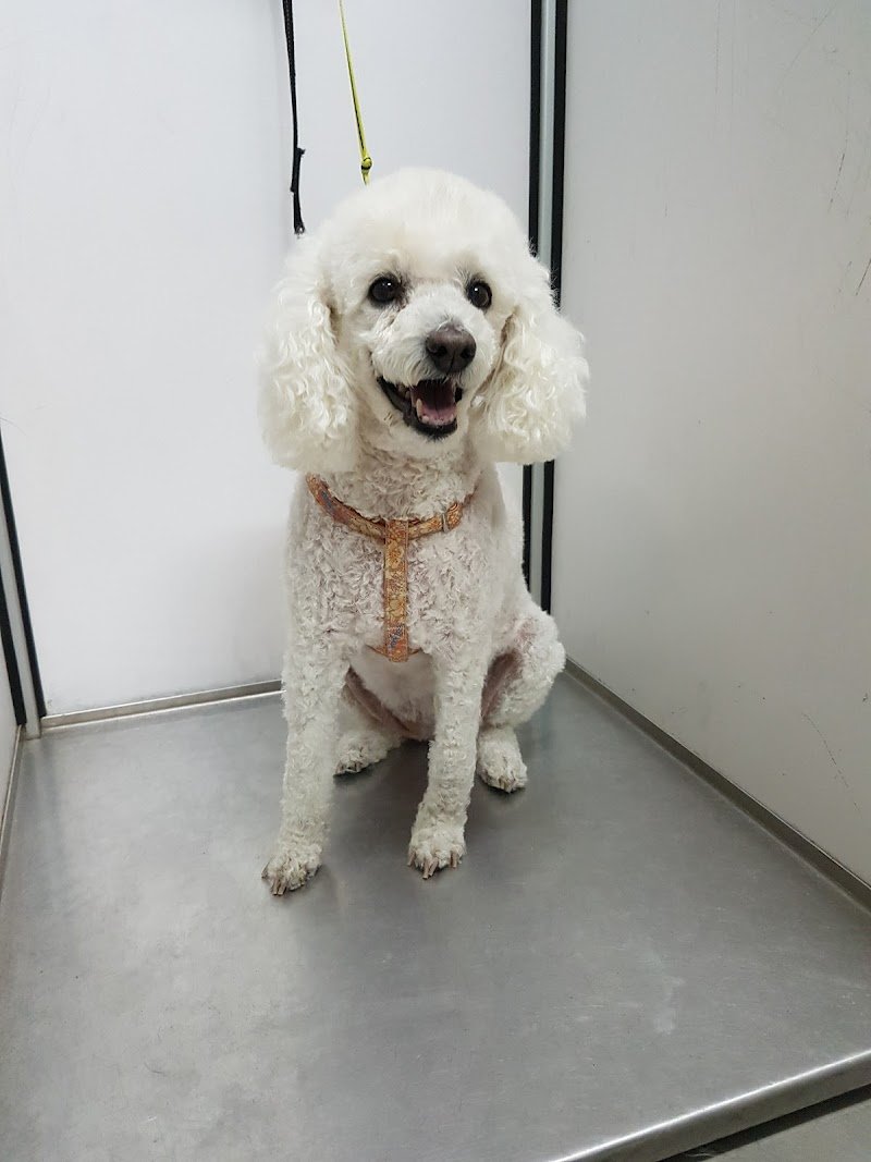 Amici Felici - Foto 6