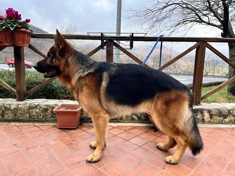 Amici Miei | Pet Shop Cosenza - Foto 3