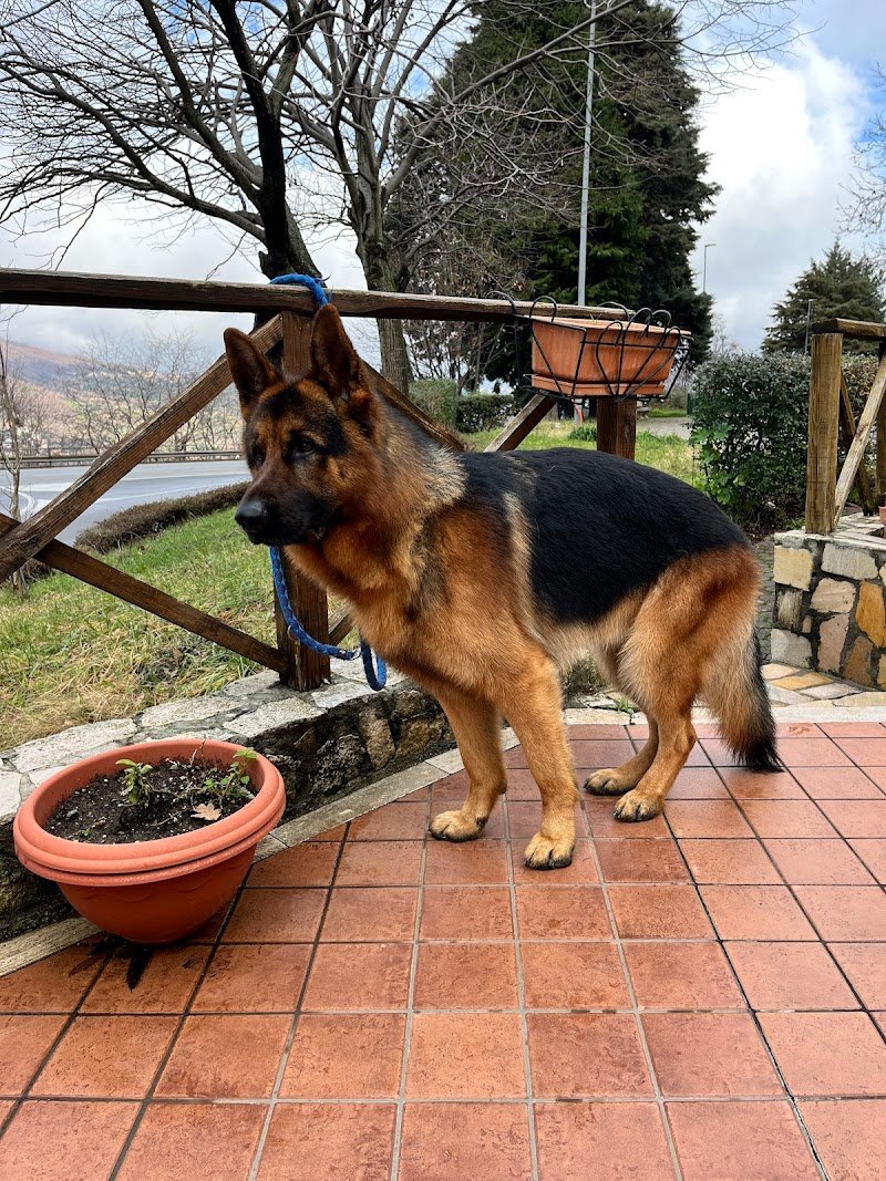 Amici Miei | Pet Shop Cosenza - Foto 4