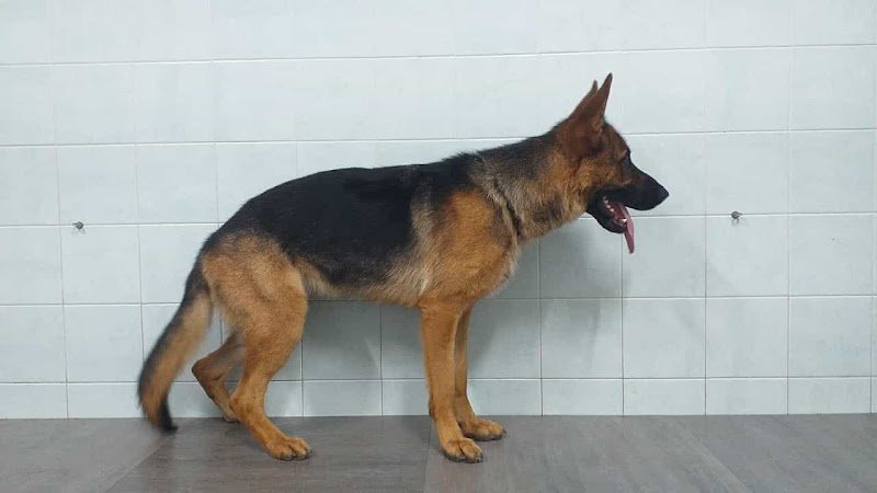 Amici Miei | Pet Shop Cosenza - Foto 6