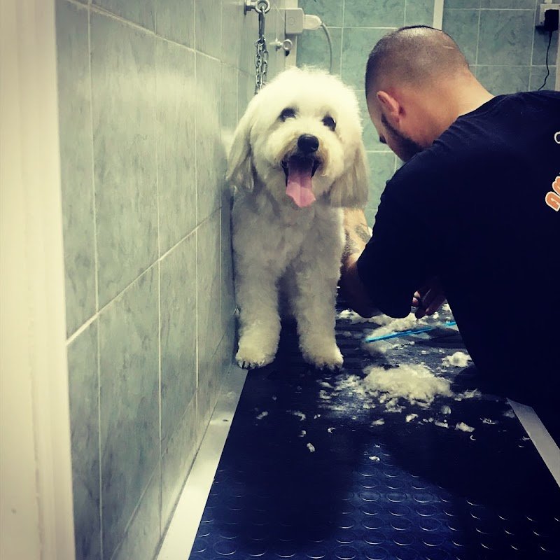 Amici Pelosi di Angelo Chiusolo - Foto 2