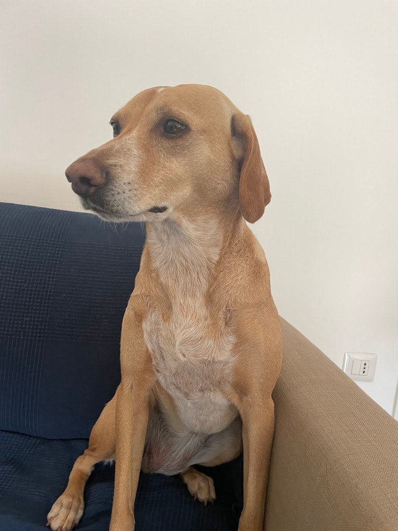 Amici Pelosi Di Greco Cinzia - Foto 1